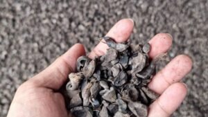 Pengecekan kualitas Cangkang Sawit - Sumber : gapki.id
